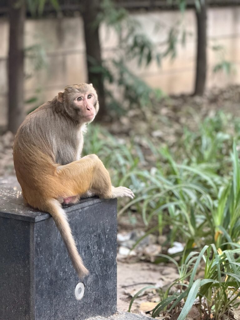 Inde au féminin : Singe à Delhi